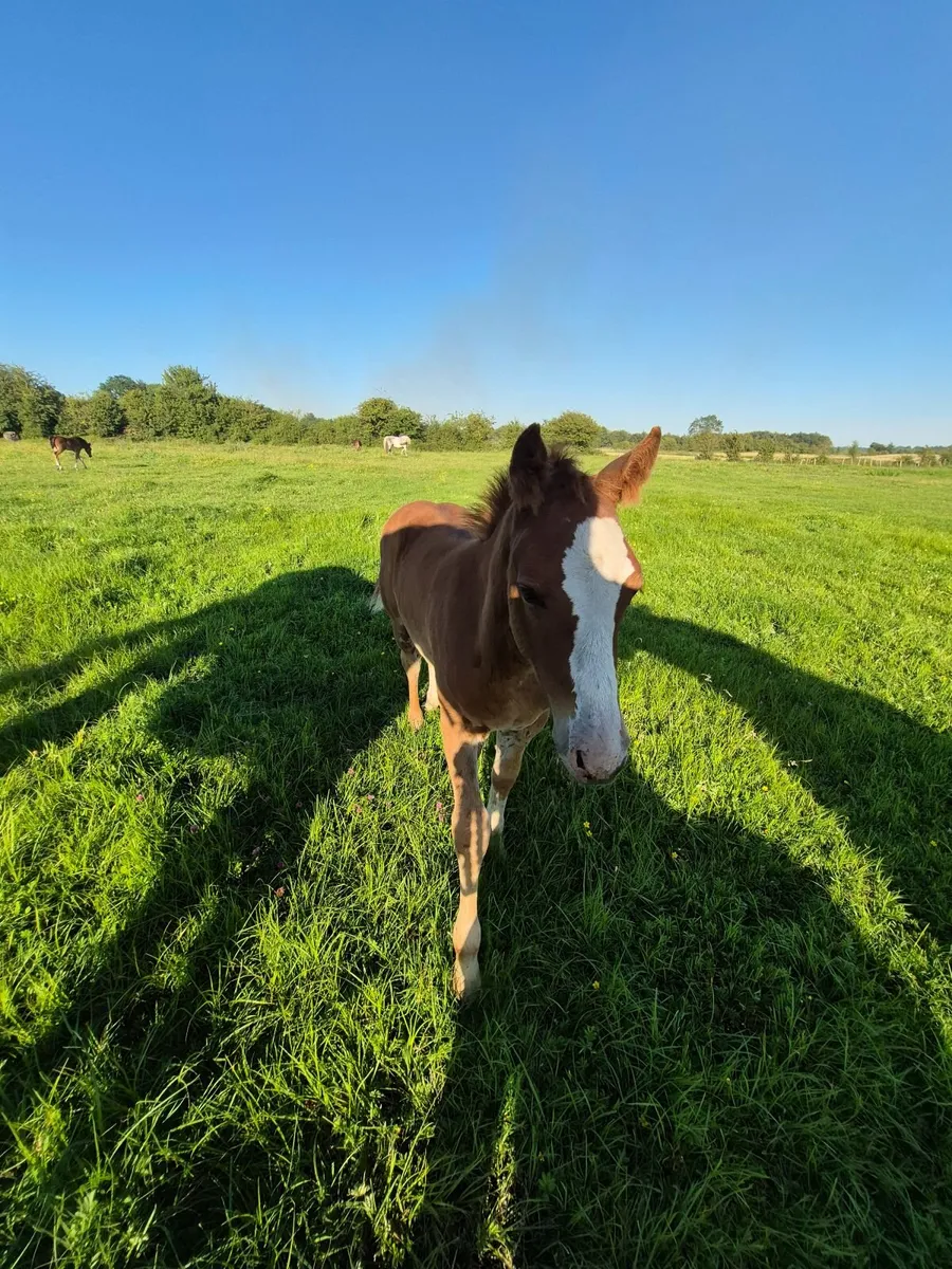 Youngstock foals to 5yr olds - Image 3