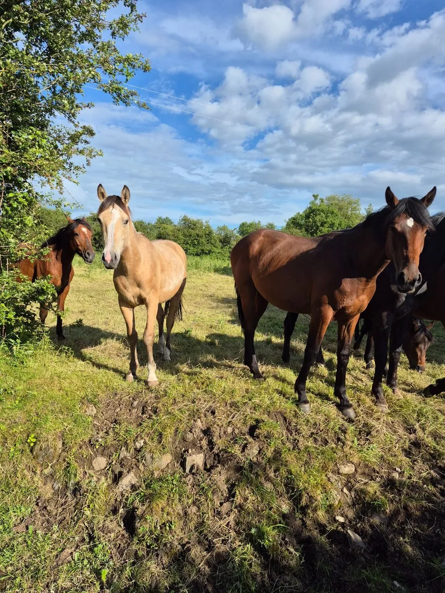Youngstock foals to 5yr olds - Image 1