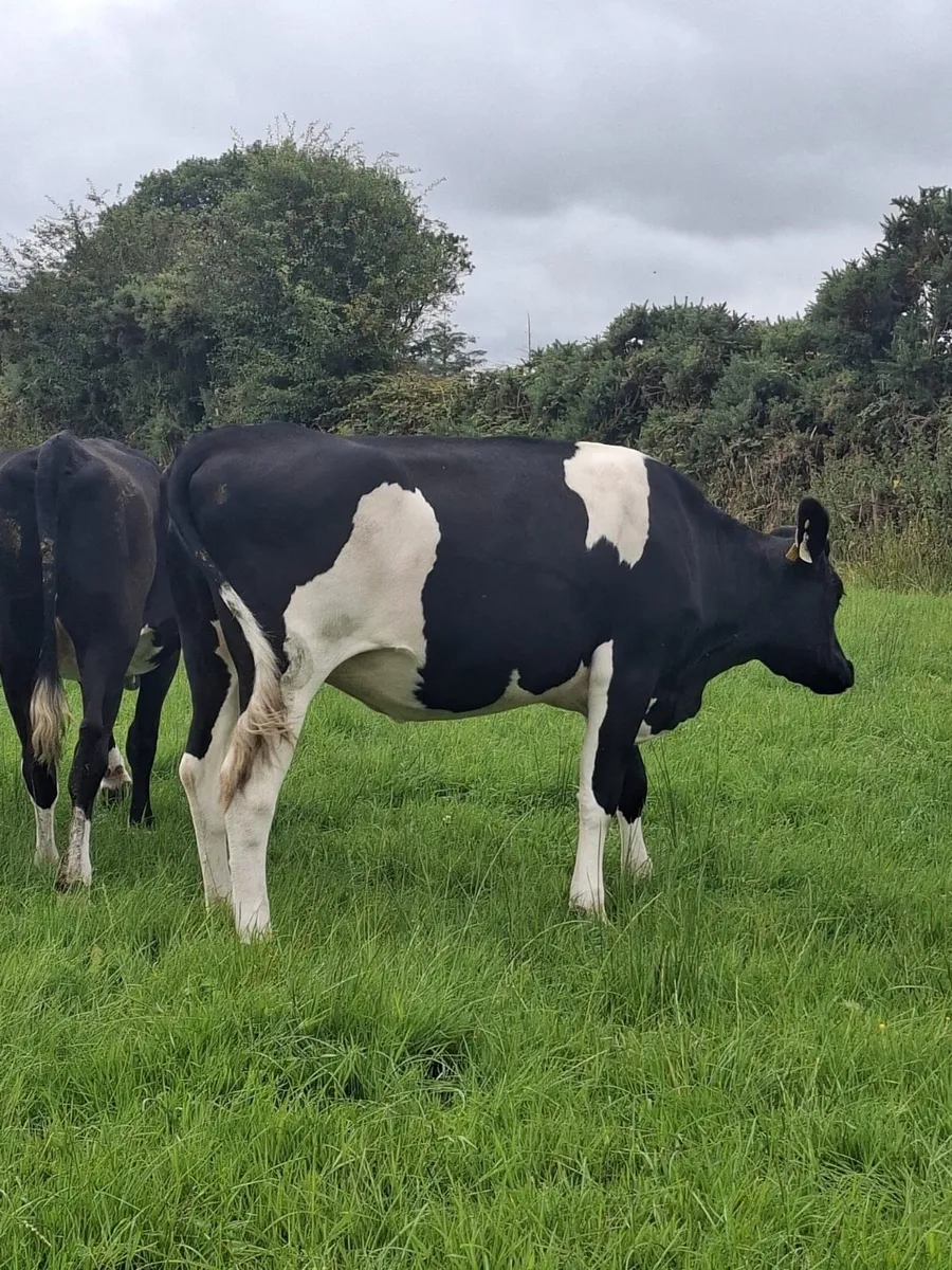 In calf heifers - Image 3