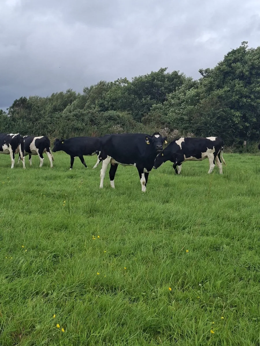 In calf heifers - Image 4