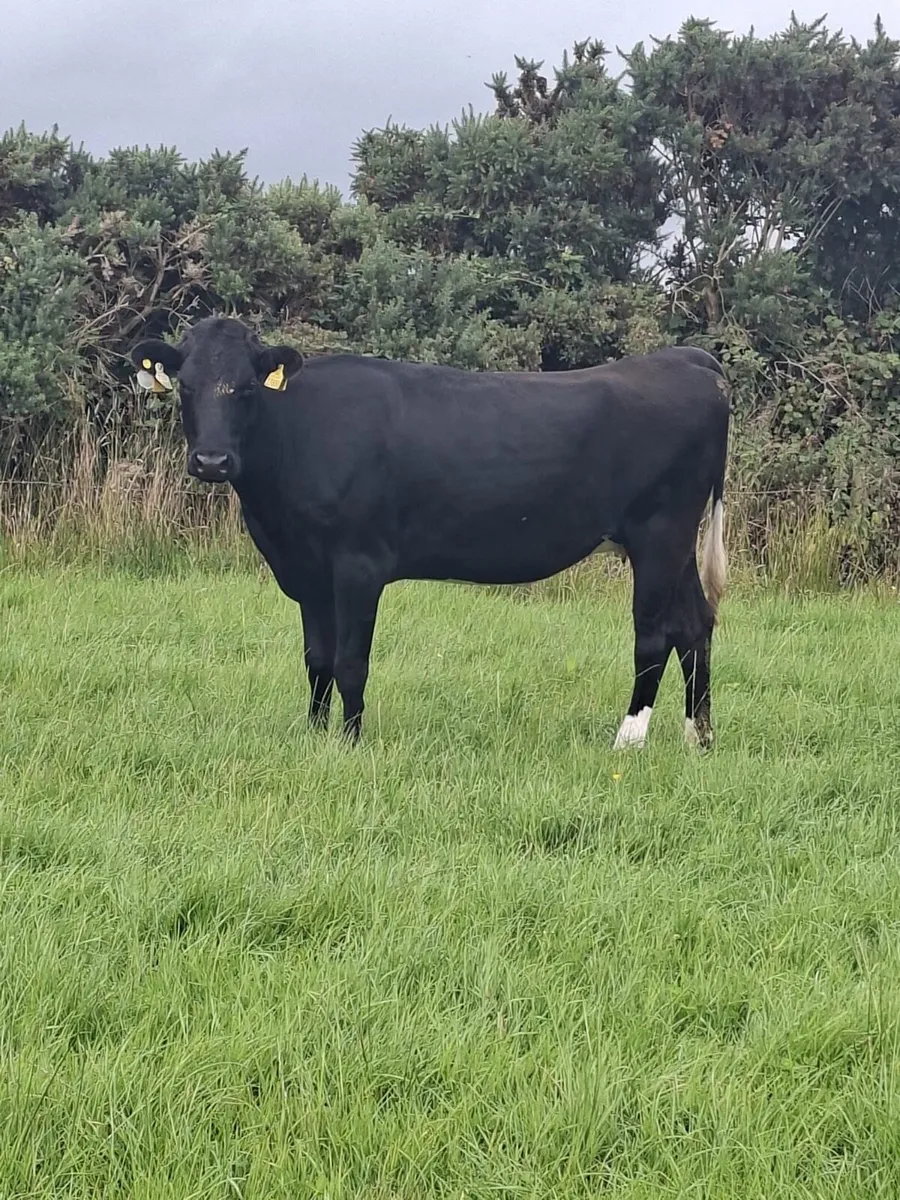 In calf heifers - Image 1