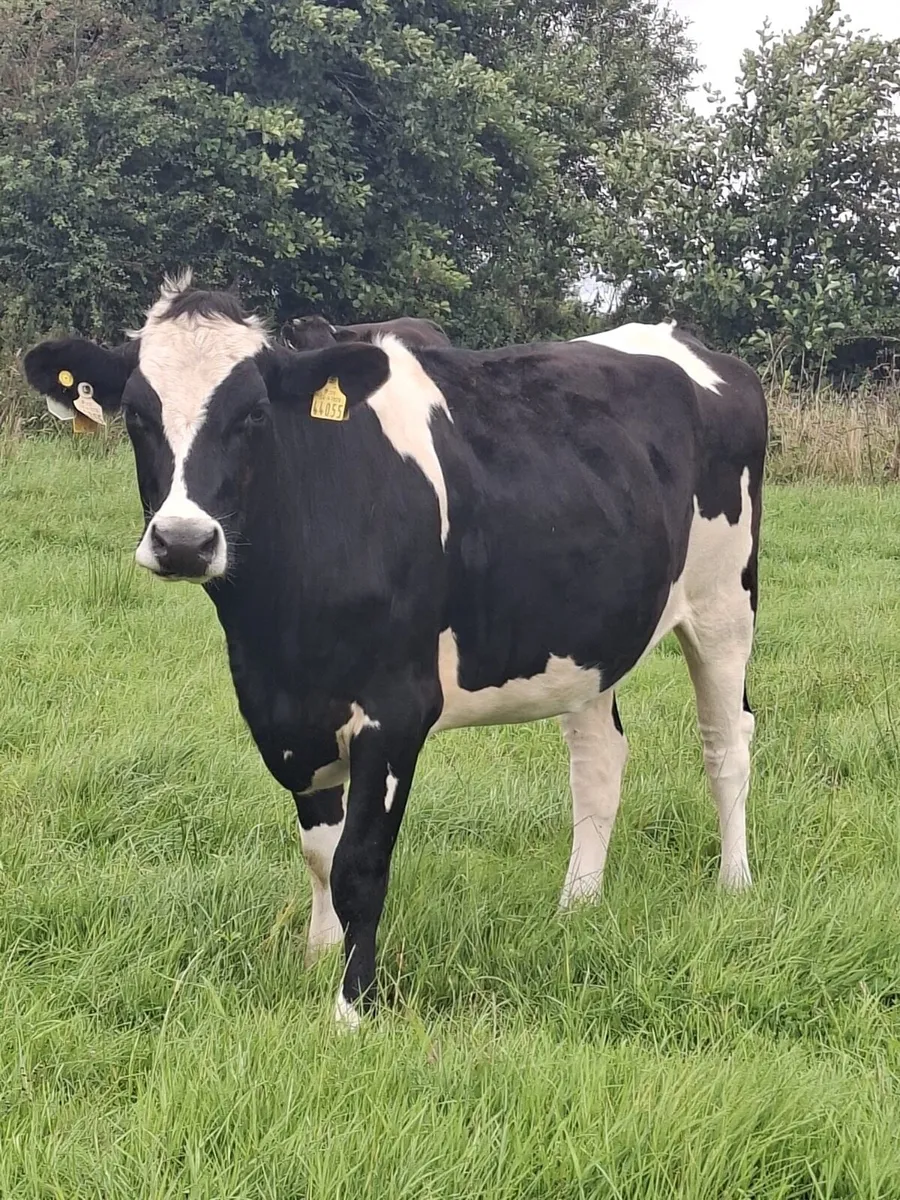 In calf heifers - Image 2