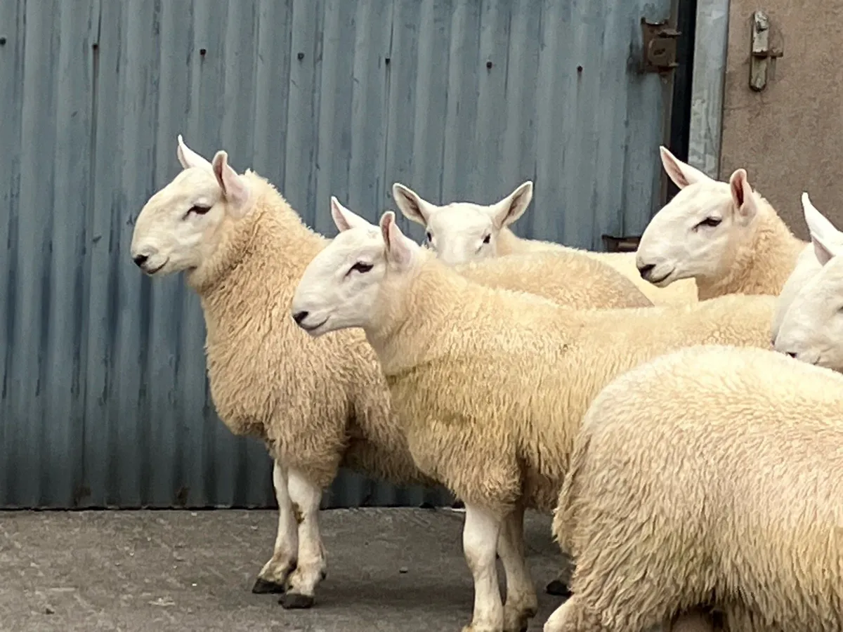 Cheviot Ram Lambs - Image 1