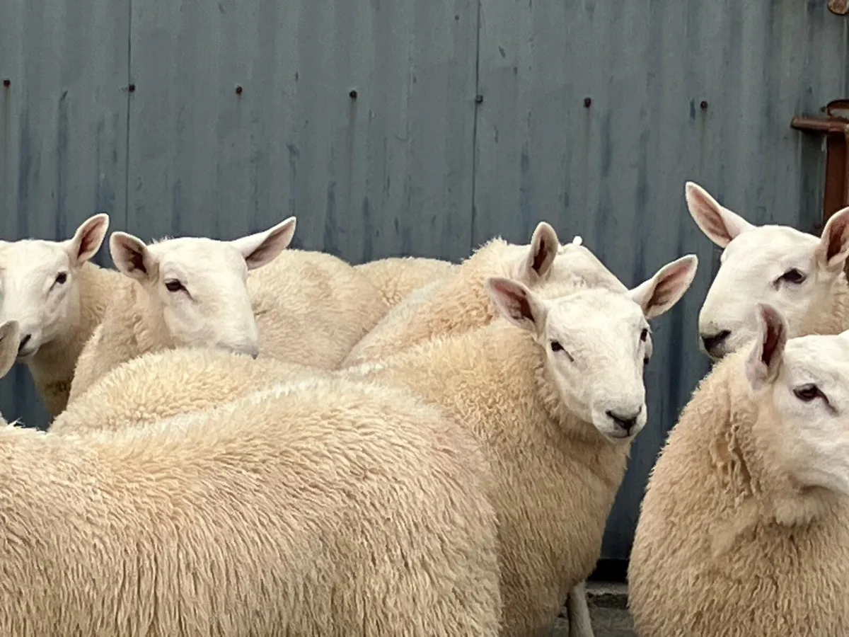 Cheviot Ram Lambs - Image 2