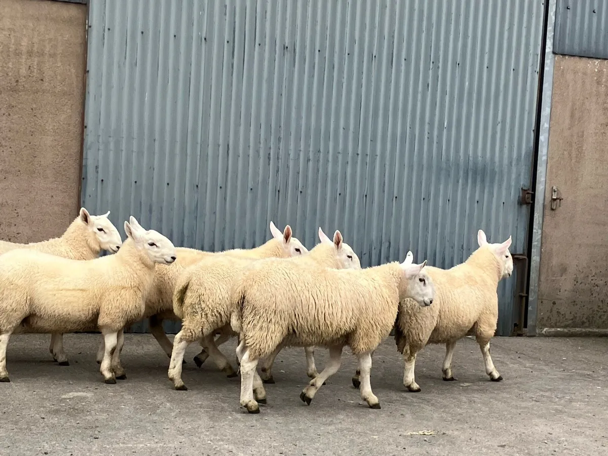 Cheviot Ram Lambs - Image 3