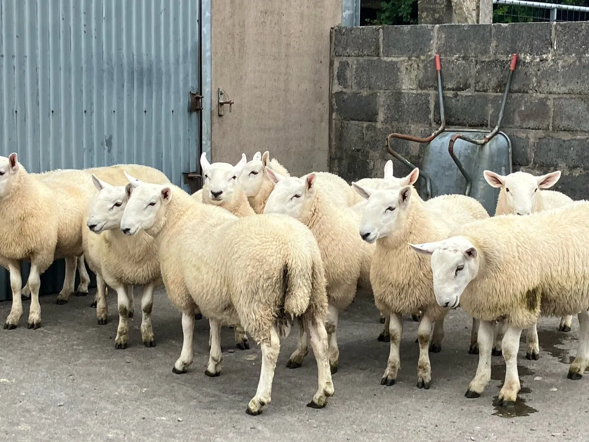 Cheviot Ram Lambs - Image 4