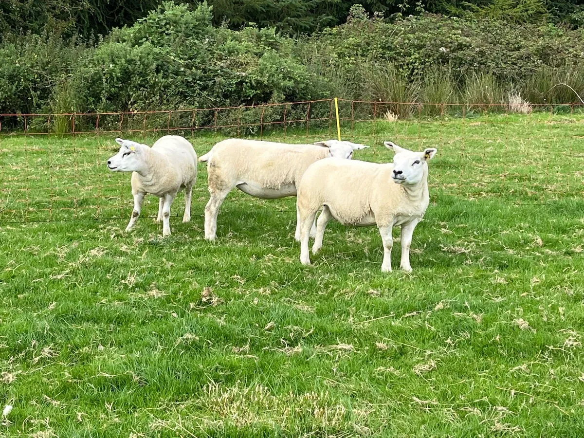 PBR TEXEL EWE HOGGETS - Image 1