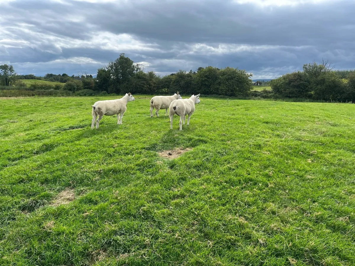 PBR TEXEL EWE HOGGETS - Image 2