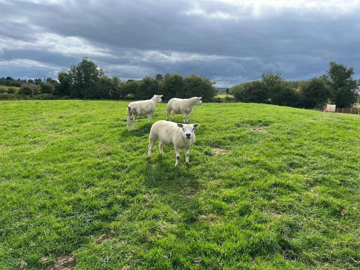 PBR TEXEL EWE HOGGETS - Image 3