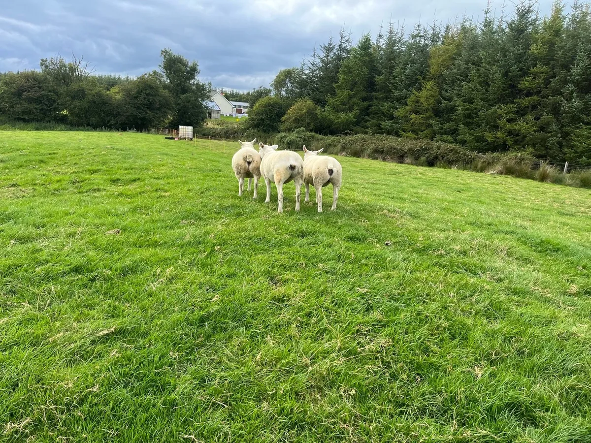 PBR TEXEL EWE HOGGETS - Image 4