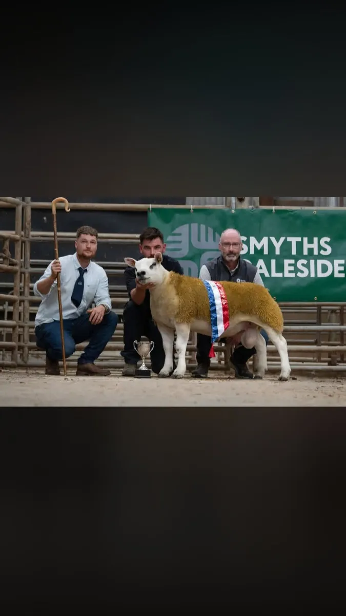 DONEGAL TEXEL BREEDERS PREMIER SALE 22nd AUGUST. - Image 1