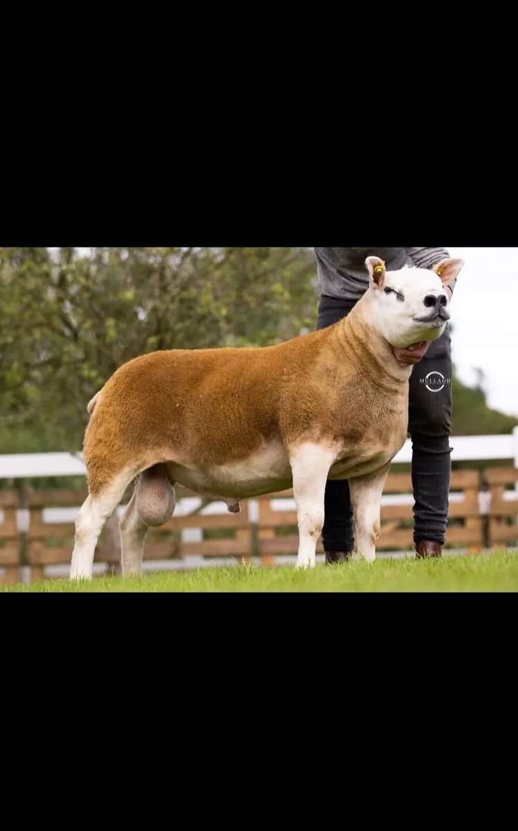 DONEGAL TEXEL BREEDERS PREMIER SALE 22nd AUGUST. - Image 4