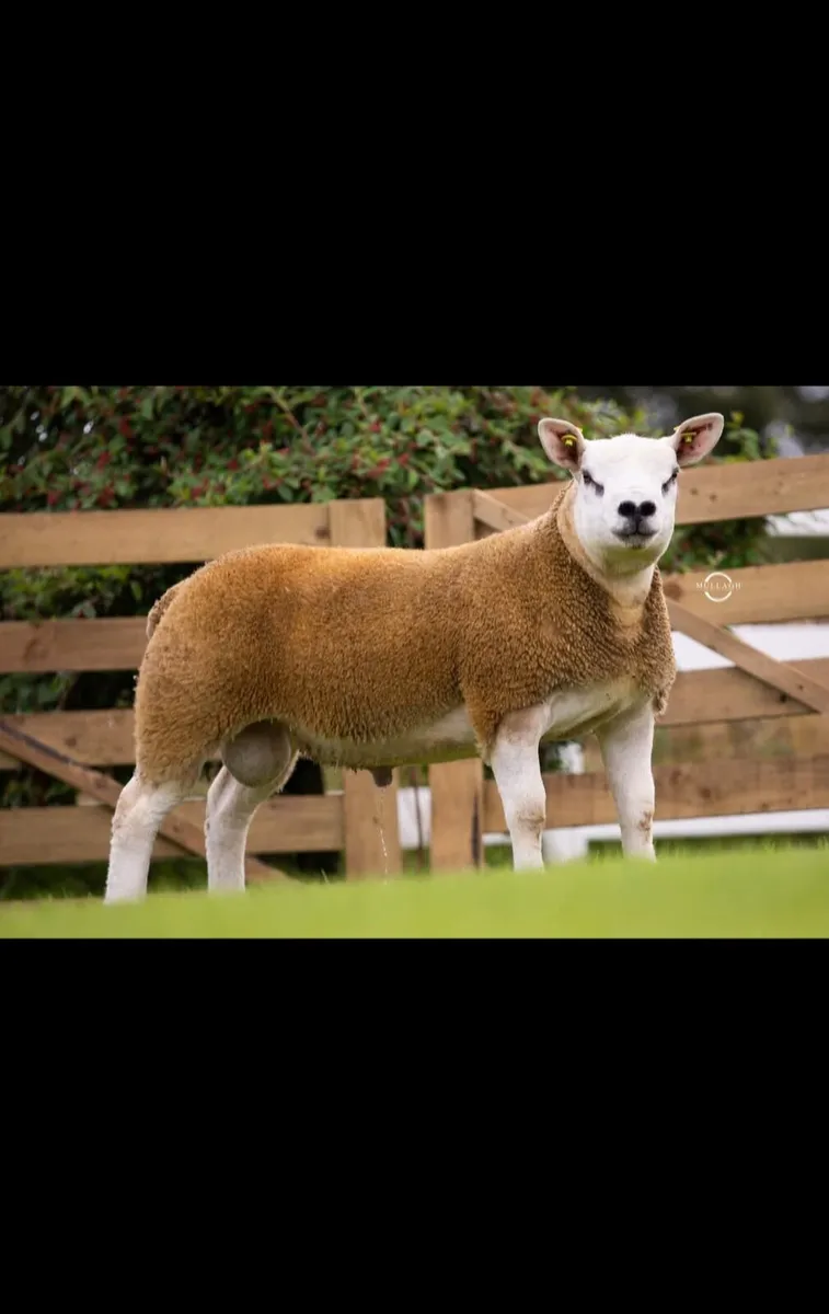 DONEGAL TEXEL BREEDERS PREMIER SALE 22nd AUGUST. - Image 2