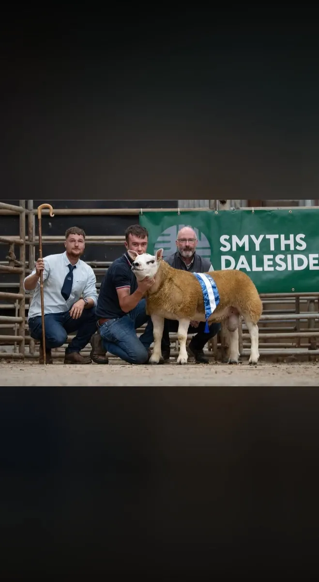 DONEGAL TEXEL BREEDERS PREMIER SALE 22nd AUGUST. - Image 3