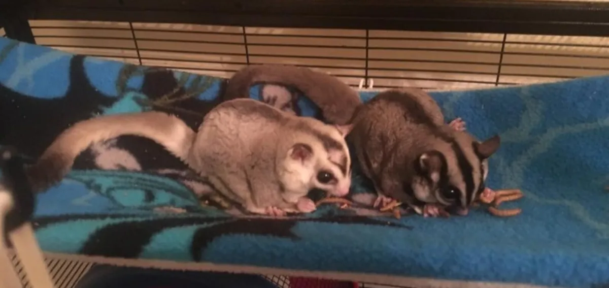 Sugar gliders - Image 2
