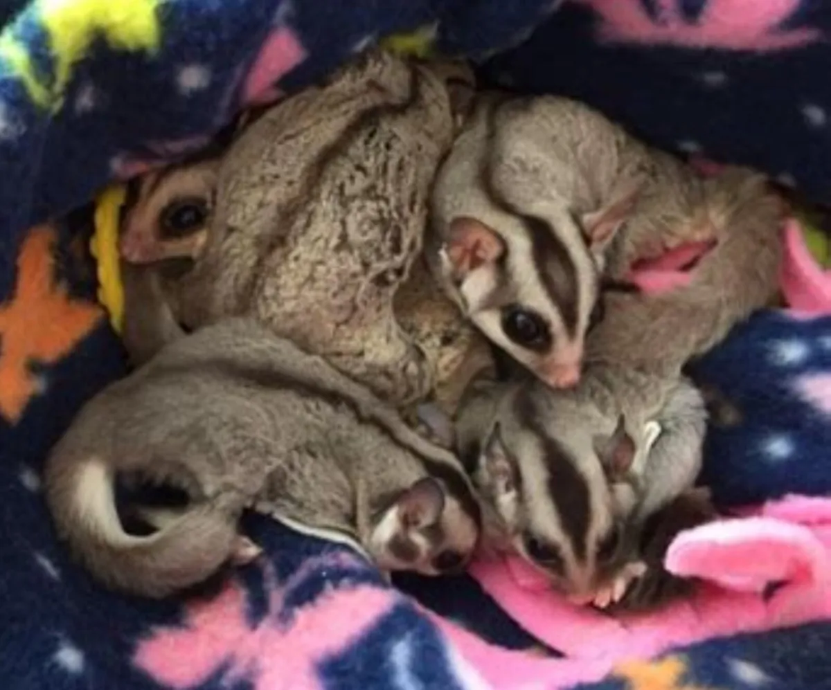 Sugar gliders - Image 3
