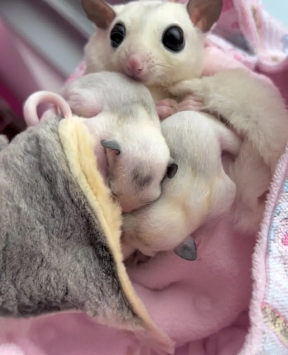 Sugar gliders - Image 4