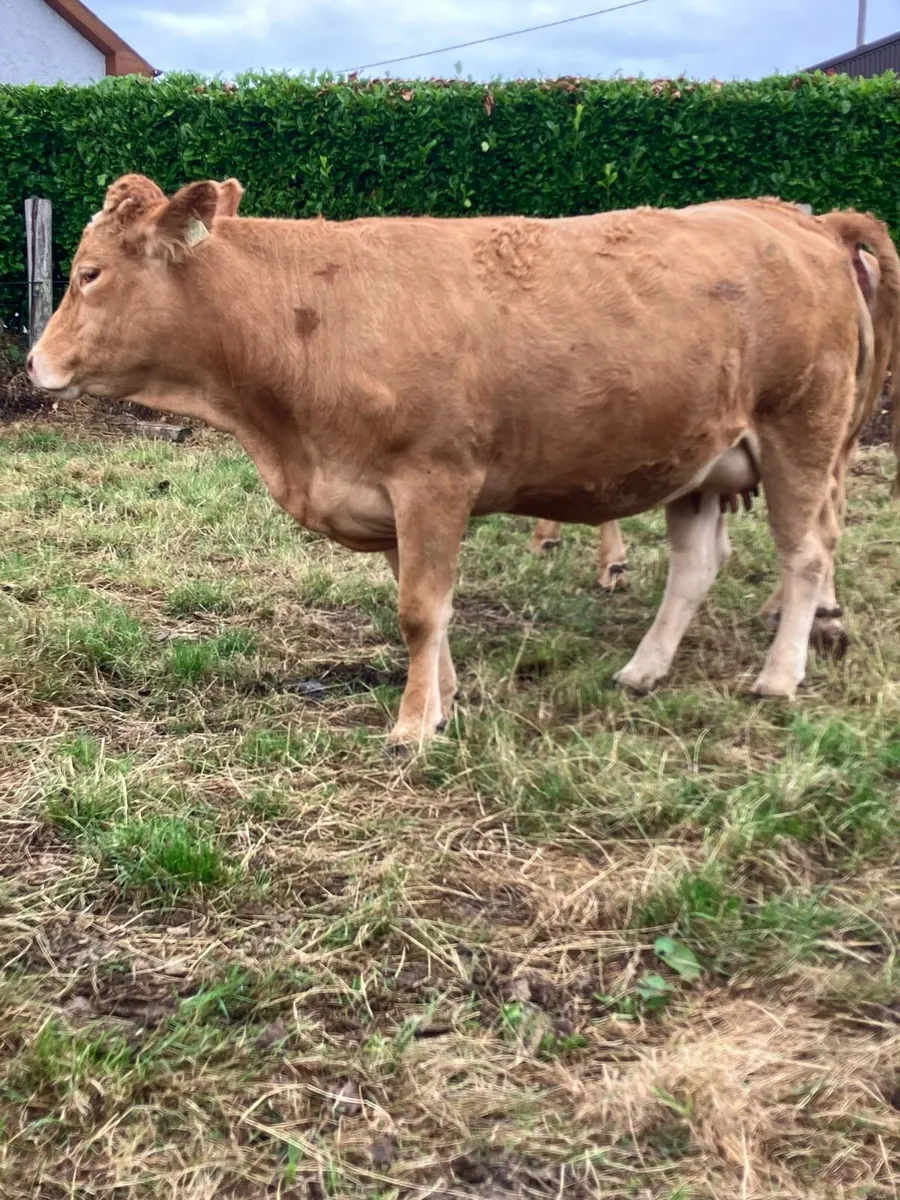 Incalf Heifers for sale - Image 4