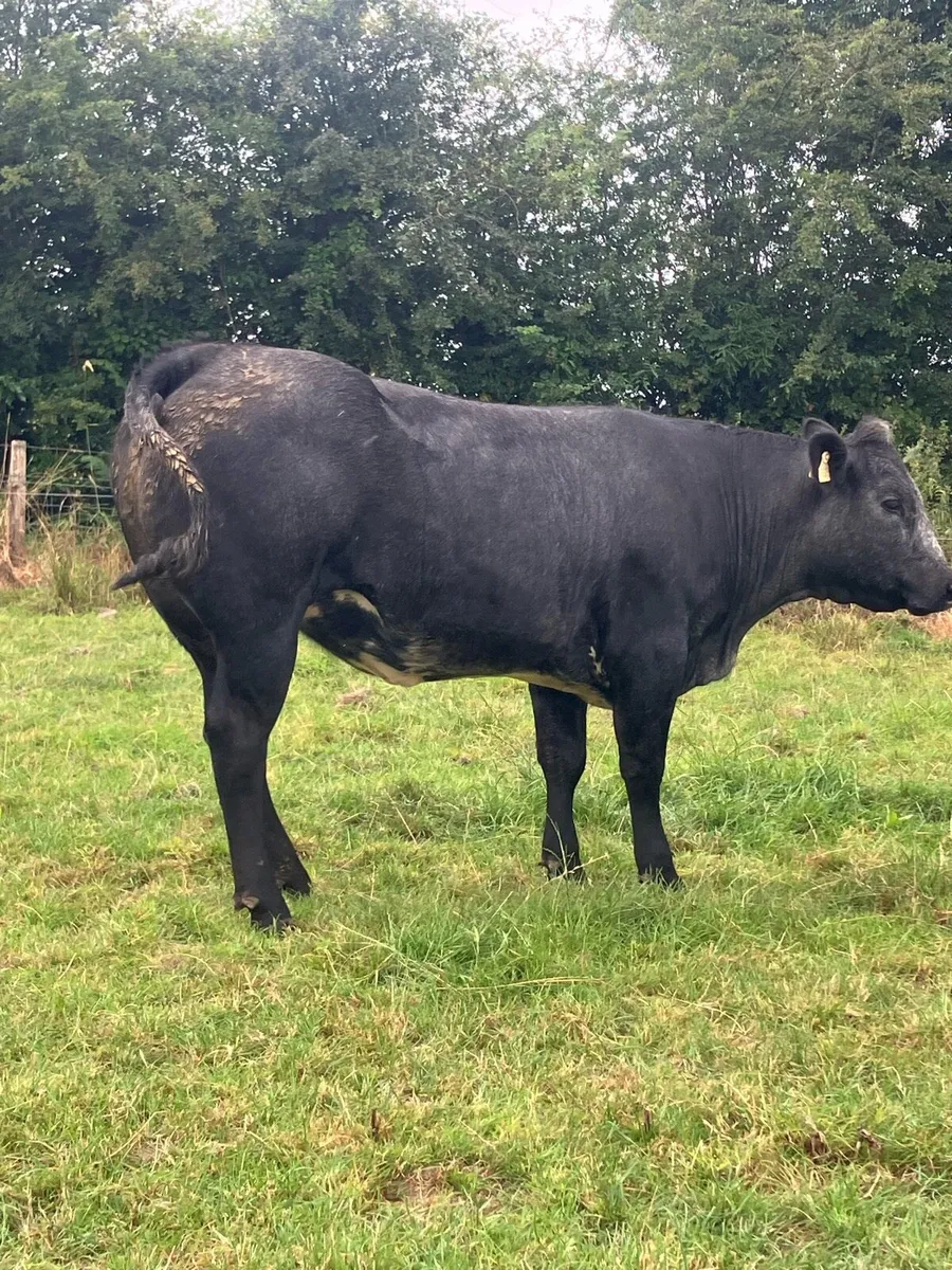 Incalf Heifers for sale - Image 1
