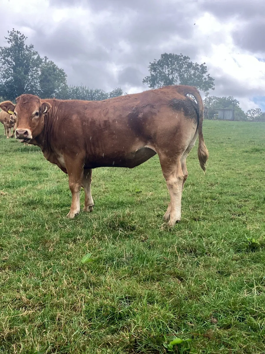 Incalf Heifers for sale - Image 2