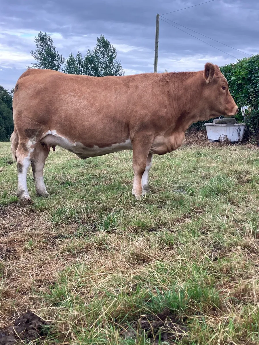 Incalf Heifers for sale - Image 3