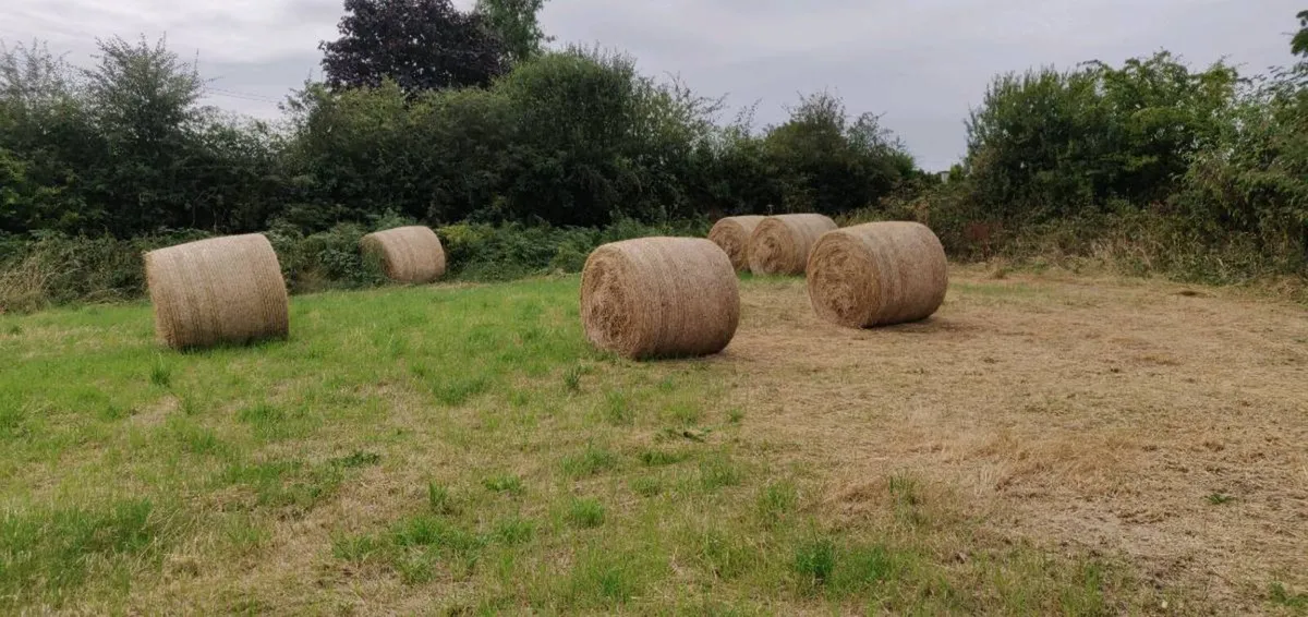 Hay bales - Image 1