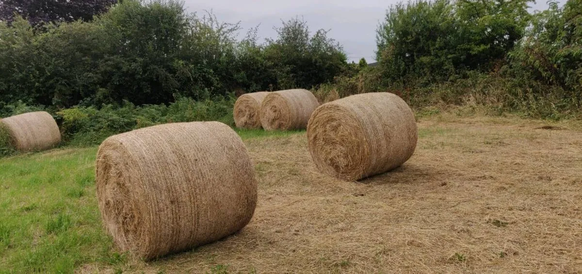 Hay bales - Image 2