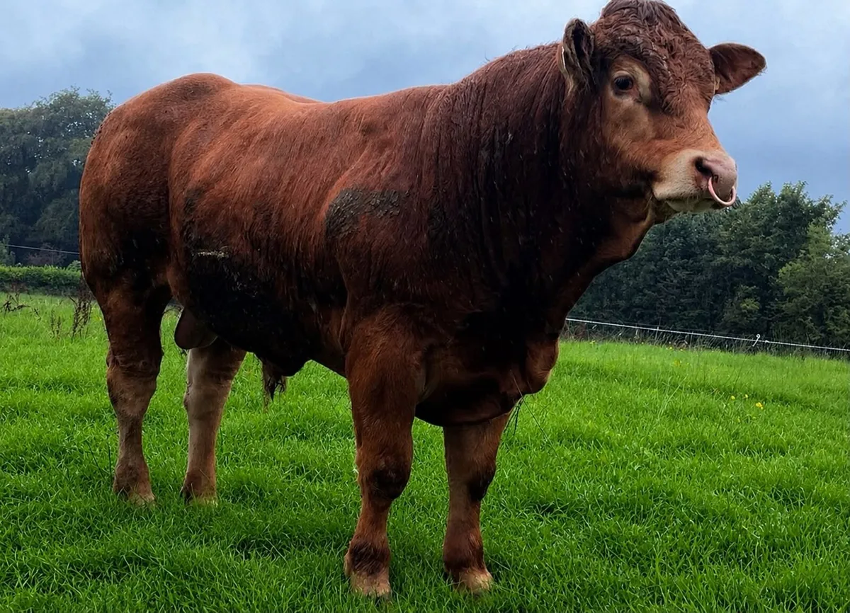 Pedigree limousin Bull