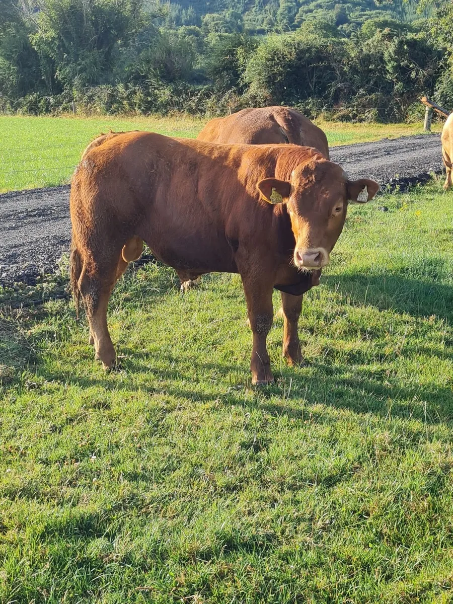Weanling Bulls Waterford Ross Marts 17th August - Image 2