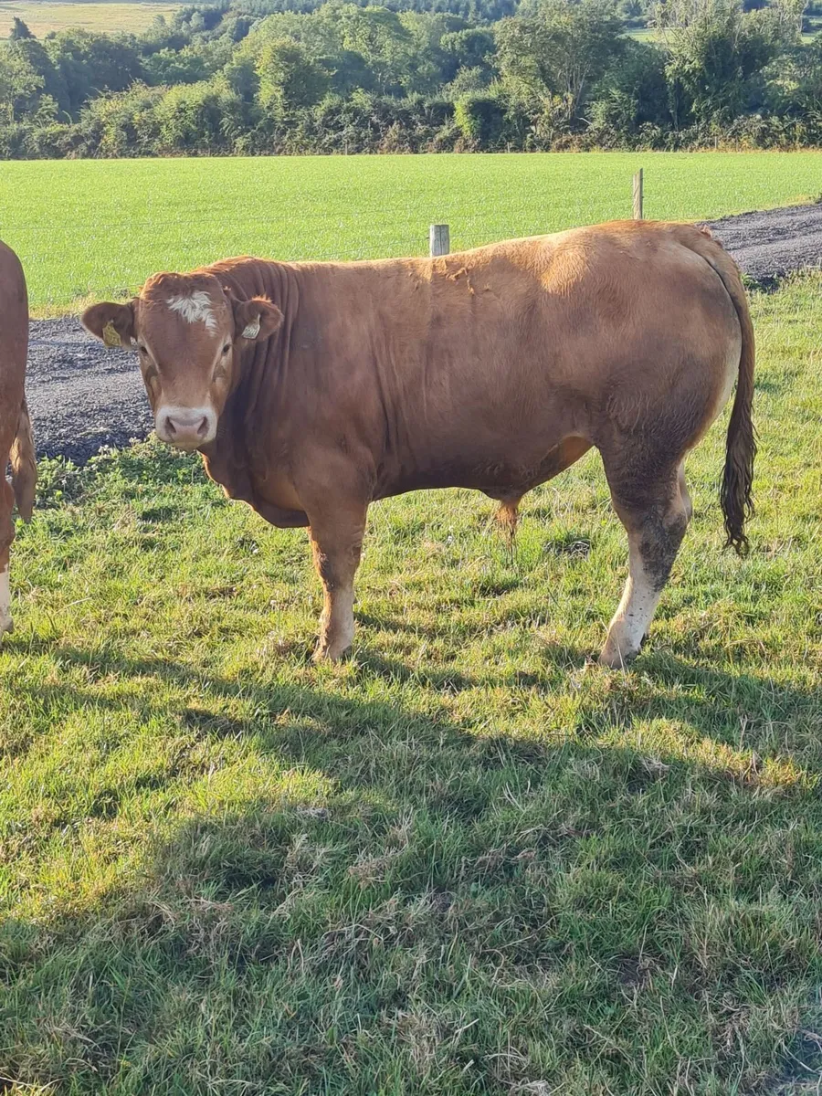 Weanling Bulls Waterford Ross Marts 17th August - Image 1