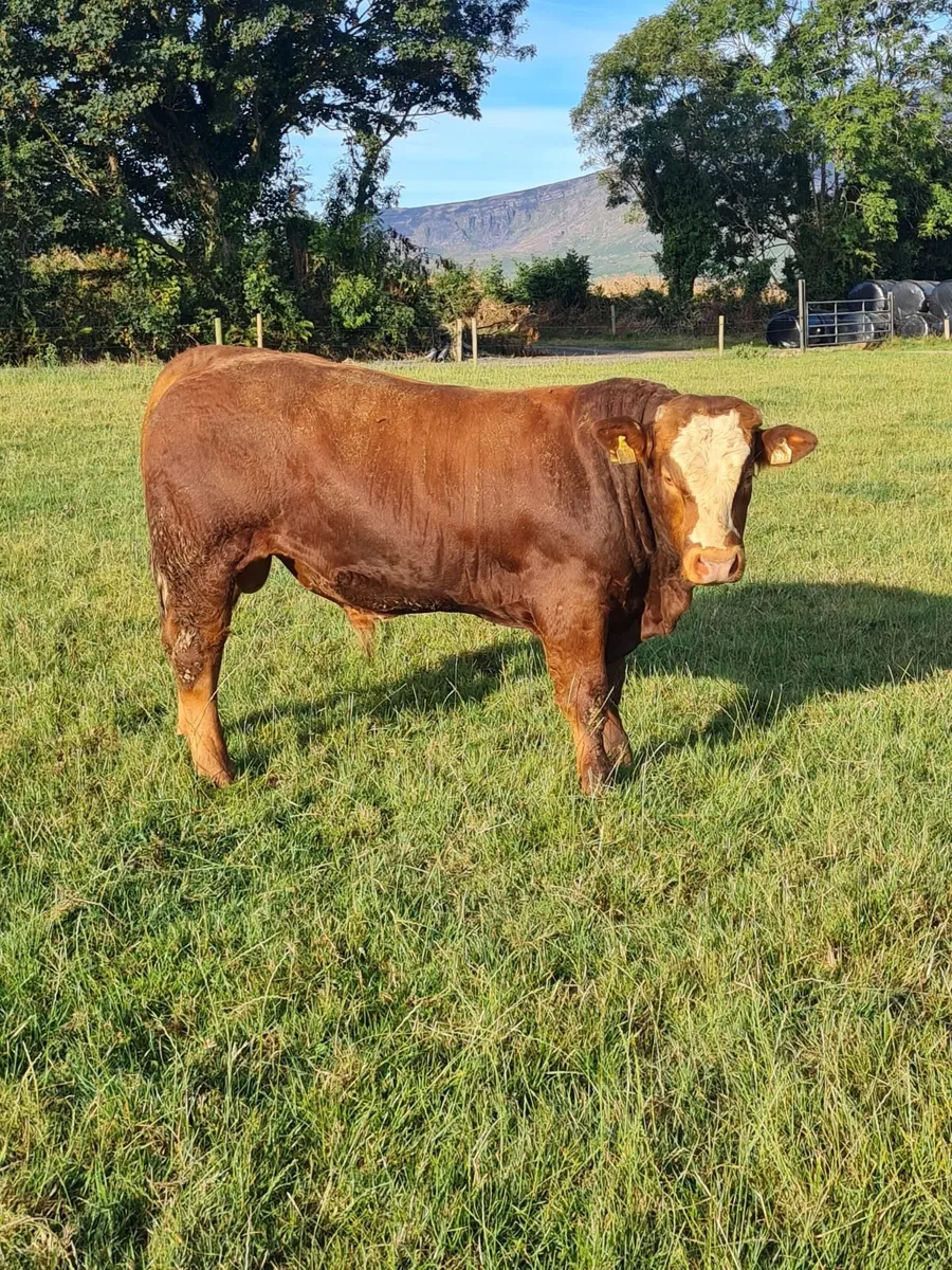 Weanling Bulls Waterford Ross Marts 17th August - Image 3