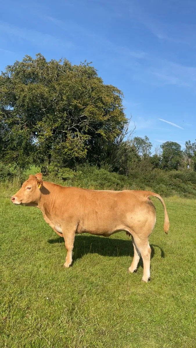 Pedigree limousin cow for balla mart 15th August - Image 1