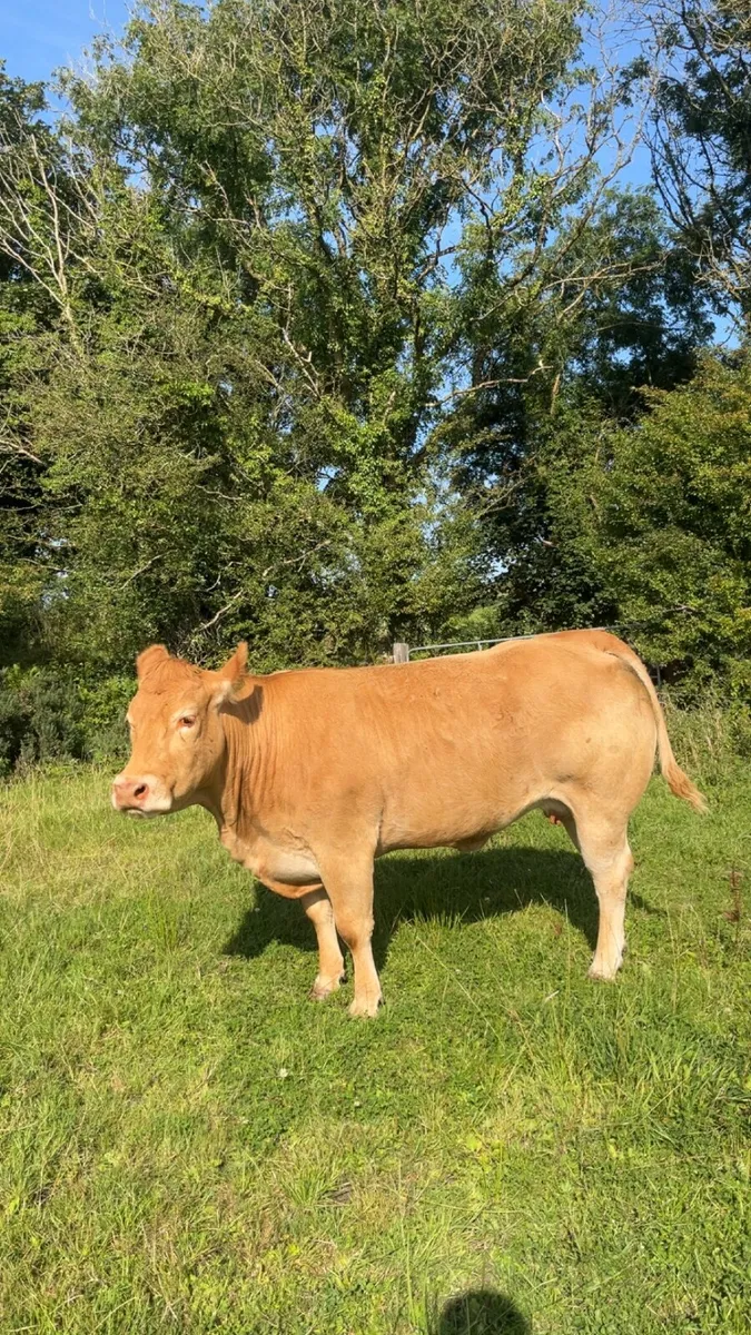 Pedigree limousin cow for balla mart 15th August - Image 3