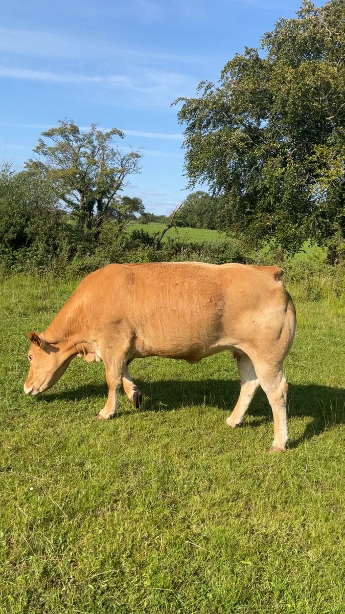 Pedigree limousin cow for balla mart 15th August - Image 4