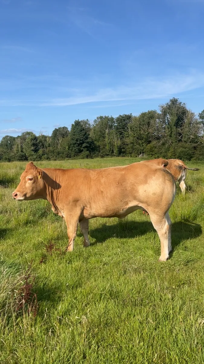 Pedigree limousin cow for balla mart 15th August - Image 2