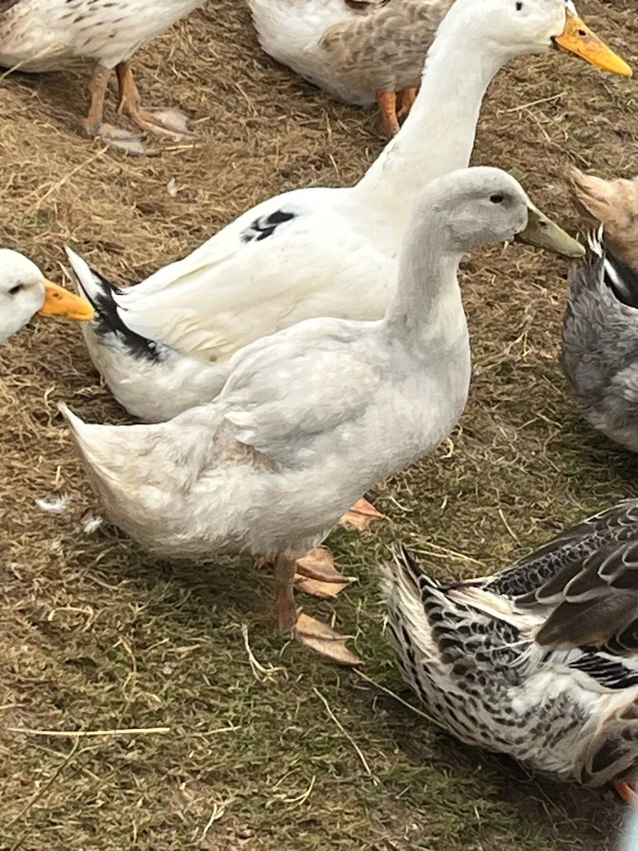 Poultry - Image 1