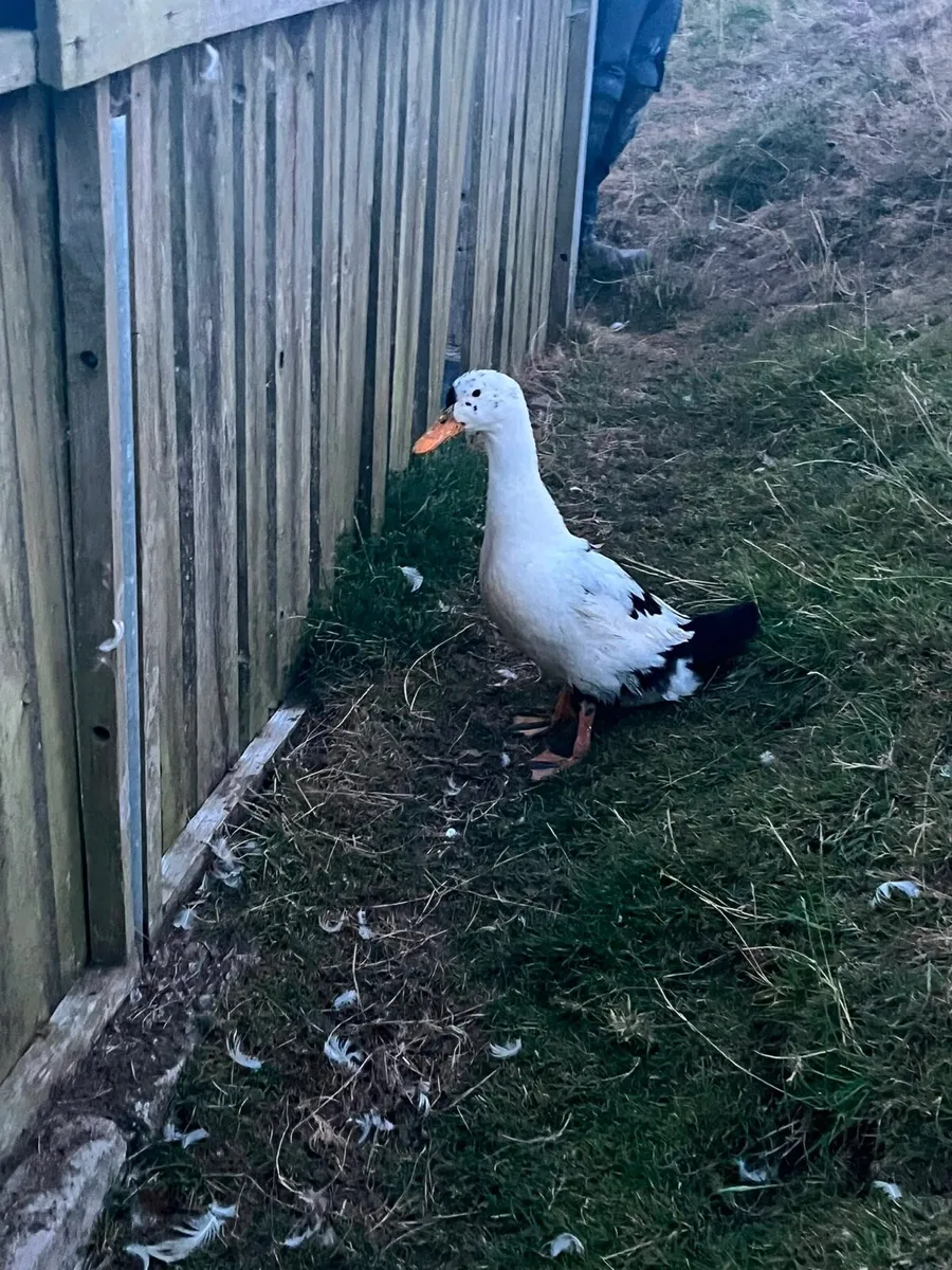 Poultry - Image 2