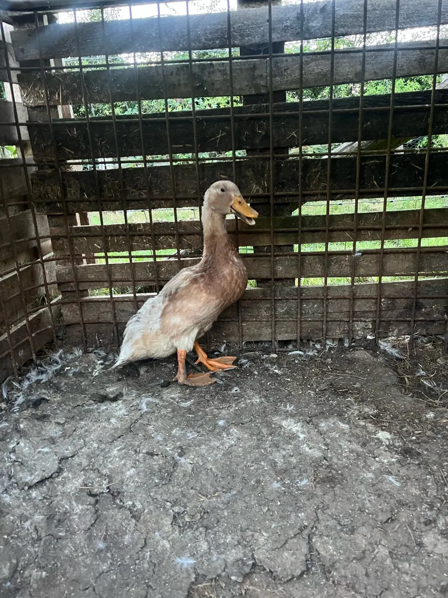 Poultry - Image 4