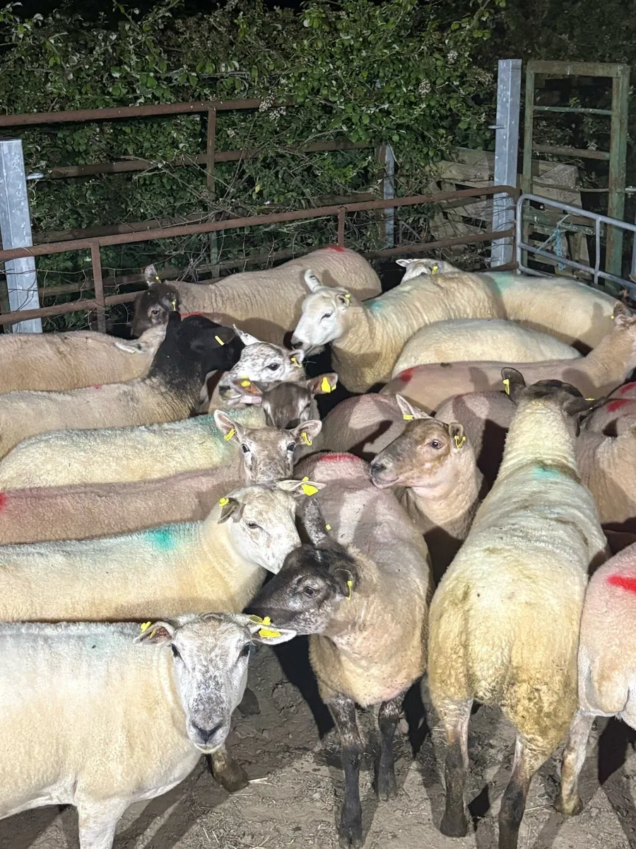 Hogget ewes - Image 1
