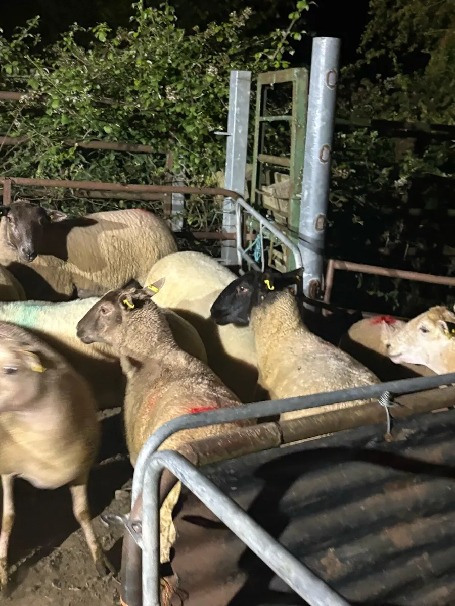 Hogget ewes - Image 2