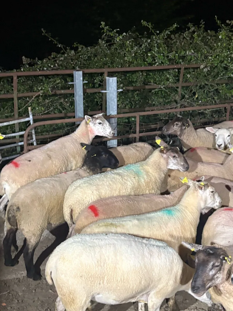 Hogget ewes - Image 3