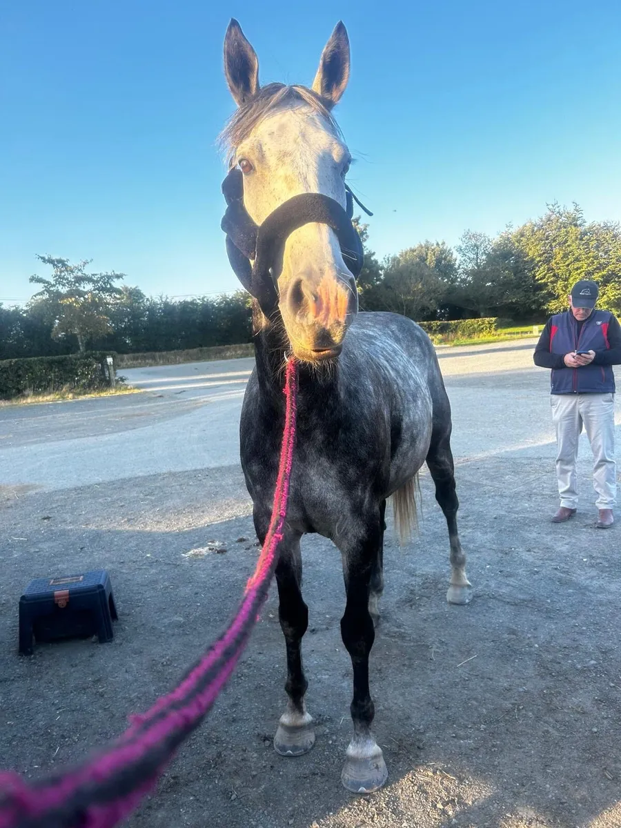 Gelding 16 h - Image 2