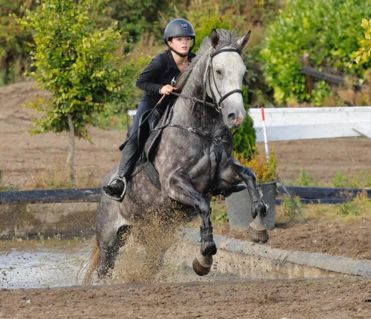 Gelding 16 h - Image 3