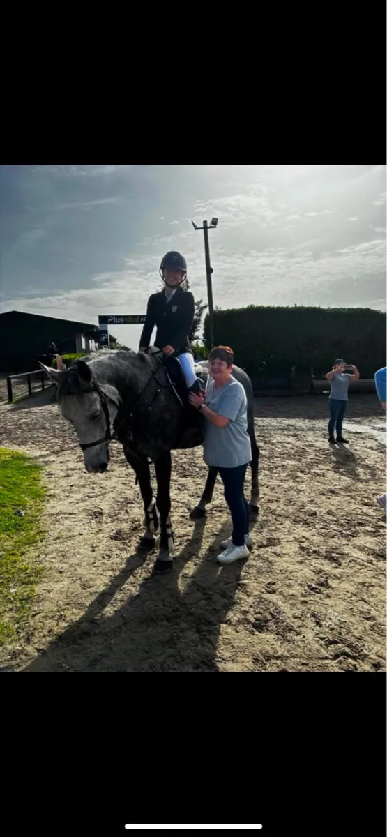 Gelding 16 h - Image 4