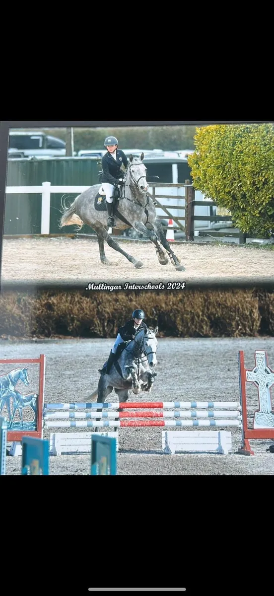 Gelding 16 h - Image 1