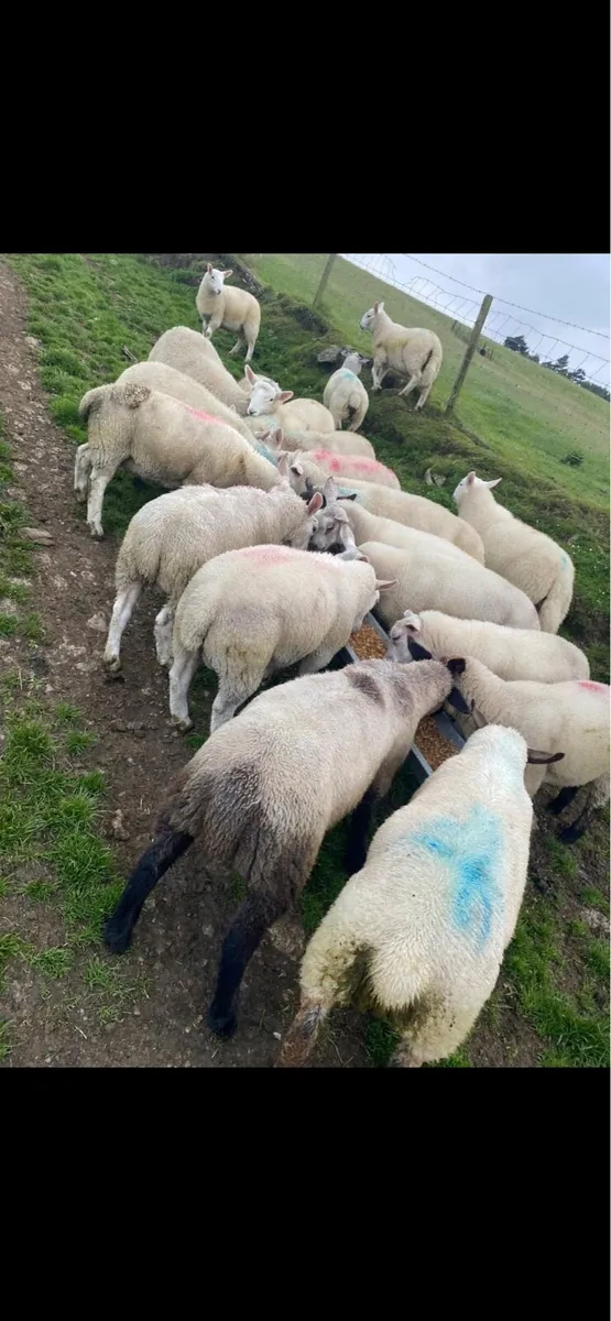 56 real good quality texel and Suffolk ram lambs - Image 2