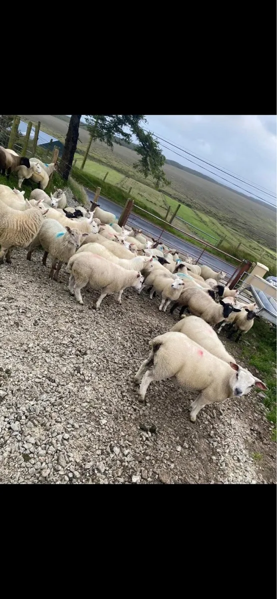56 real good quality texel and Suffolk ram lambs - Image 3