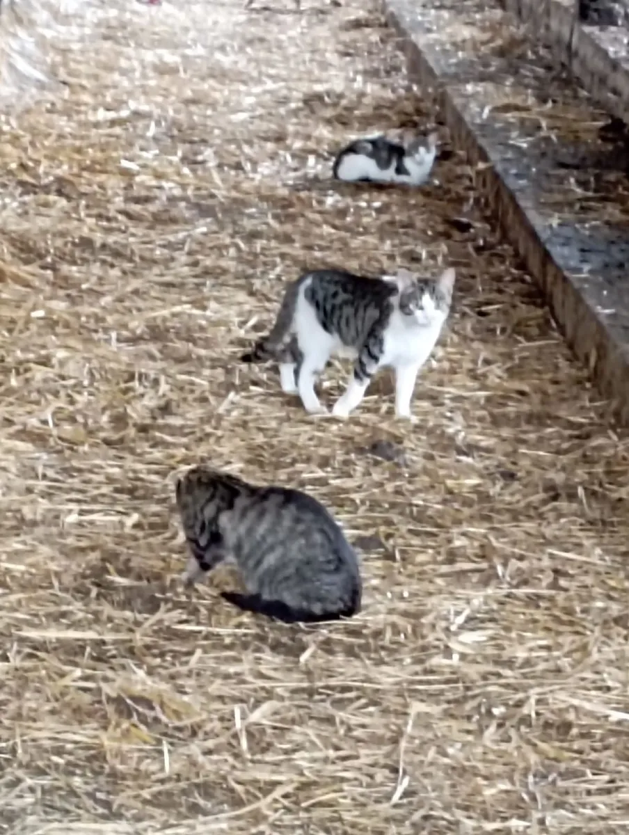 Cats - Image 1