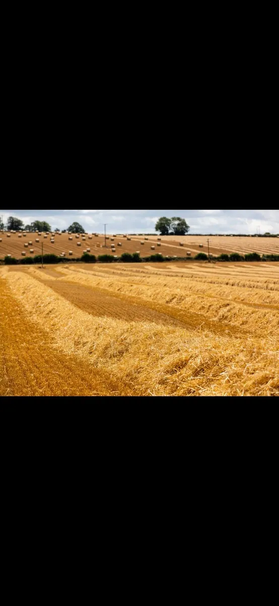 Serious quality spring straw - Image 1