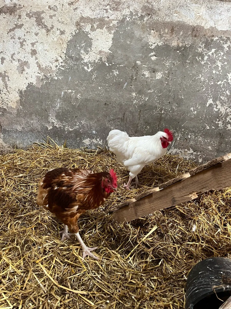Cocks - Image 2